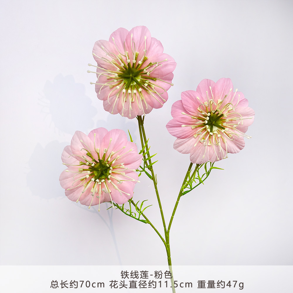 CC-铁线莲-粉色