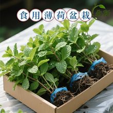薄荷盆栽可食用驱蚊阳台正宗薄荷苗薄荷叶食品级盆栽柠檬绿植植物