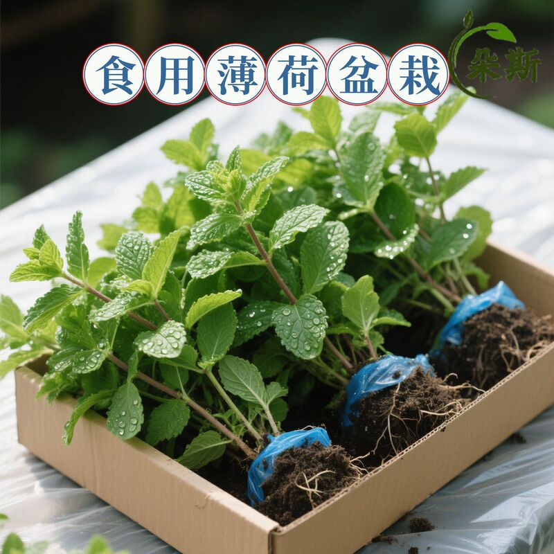 Mint Potted Edible Mosquito Repellent Balcony Authentic Mint Seedlings Mint Leaves Food Grade Potted Lemon Green Plants