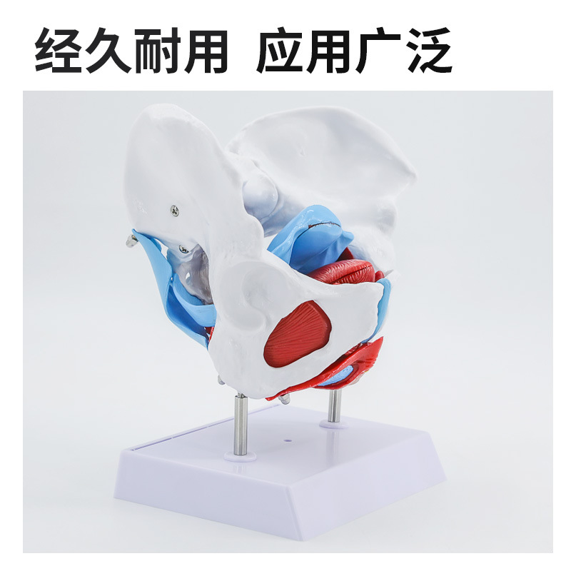 Ů�Թ���ģ����׼�ģ�� �ӹ��������� ��Ѫ�� �ṹ������չʾ