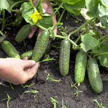 �o���S�ϷN�����M�طN�����ļ��������r���߲����Թ�����ˮ���̨