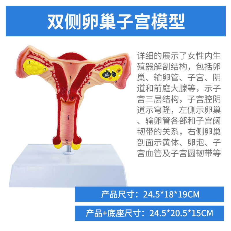 ҽѧŮ���ӹ�ģ���ѳ���ֳ�ṹ����ģ�͸��Ƹ������ѳ��ӹ�ģ��