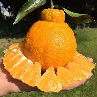 ���ٹ�����޽Ӳ�֪��������������������٘����˹ֽ�����