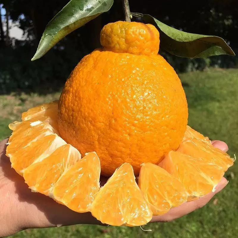 Цитрусовые Фруктовое дерево Рассада Прививка Неизвестное Пламя Цитрусовые Рассада Гадкий Оранжевая Рассада