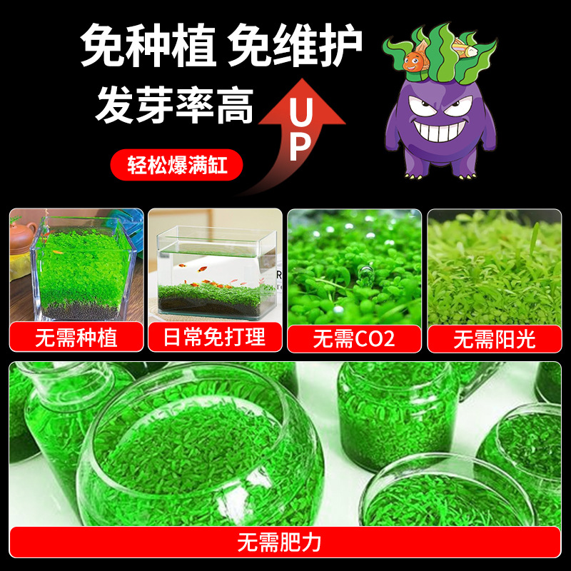 鱼缸水草籽水培种子活植物草缸造景套餐真草阴性水草孑牛毛种子