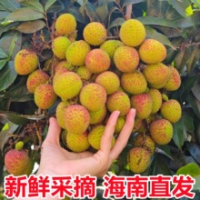 ����S���]��2026�^����֦���¼t��֦�F؛�V���`ɽ��֦���r������