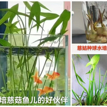 ˮ��ֲ��ȹôĹ�����βͦˮˮ����~�׳����������ܷN����