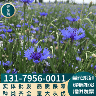 Wholesale Herbal Florals, Cornflower Seeds, Greening Projects, Complete Varieties, Large Quantities, and Can Be Paid Upon Delivery