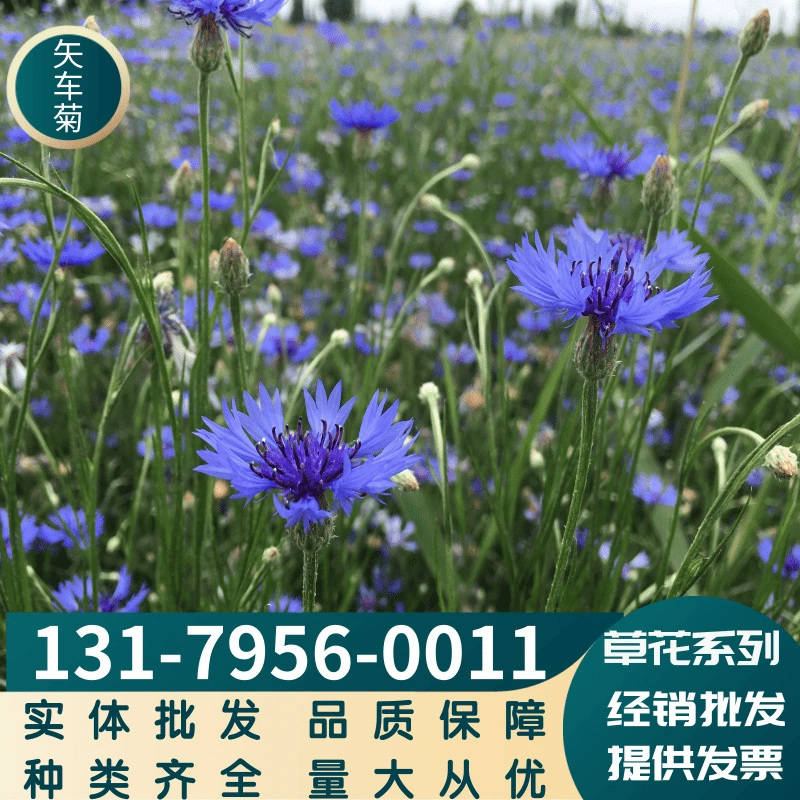 Травянистые цветы оптом семена василька Озеленение инженерных сортов в комплекте крупными выгодно в наличии наложенным расчетом