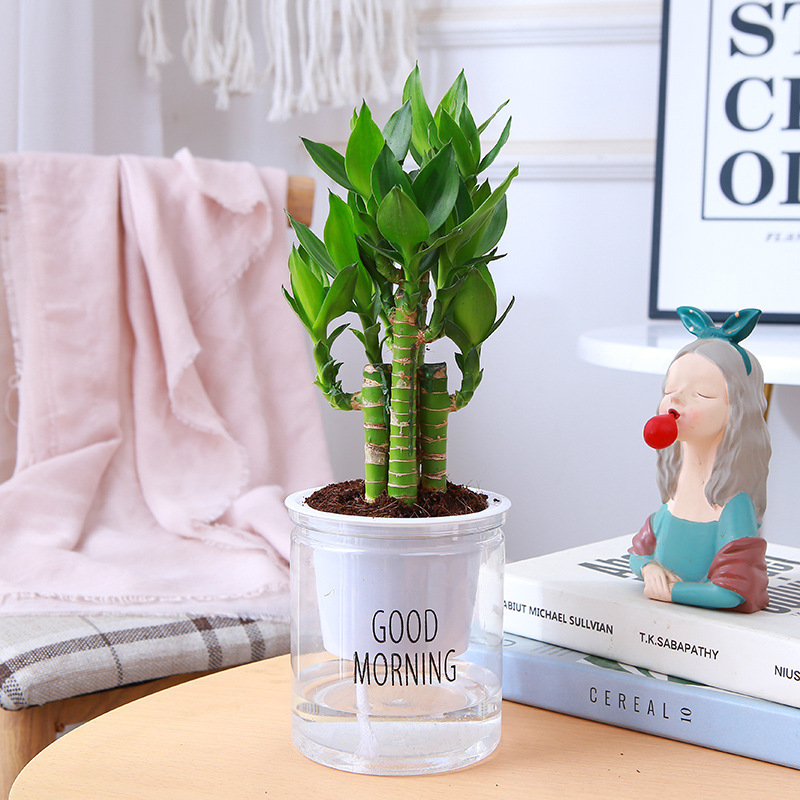 [동일 스타일의 저렴한 가격 Douyin] 엄선된 연꽃 대나무(좋은 아침 분지)와 무료 영양 솔루션