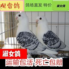 ��Ů�����^�p�� Ԫ����,Ħ��������N��һ���^�p���ӻ��w