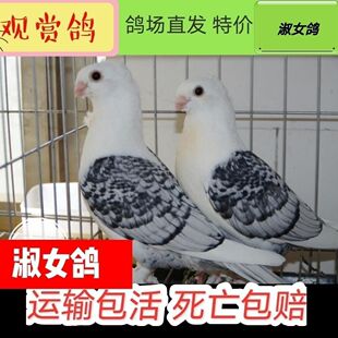 ��Ů�����^�p�� Ԫ����,Ħ��������N��һ���^�p���ӻ��w