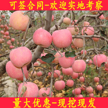 新品種蘋果苗盆栽地栽當年結果南方北方田地種植紅富士蘋果樹苗