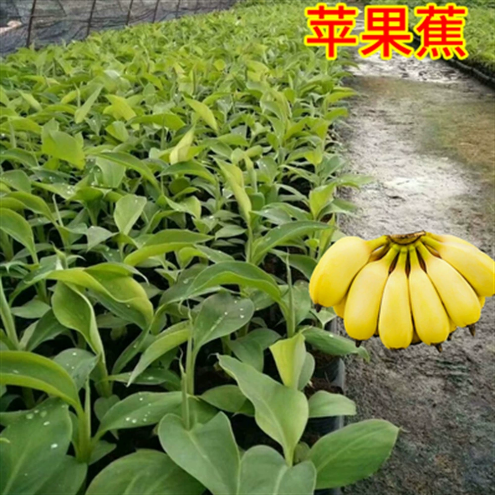 Банановая рассада Красная кожа Банановая рассада Красная Банановая рассада Фиолетовый Банановая рассада Император Банановая рассада Горшок Посадка Гуанси