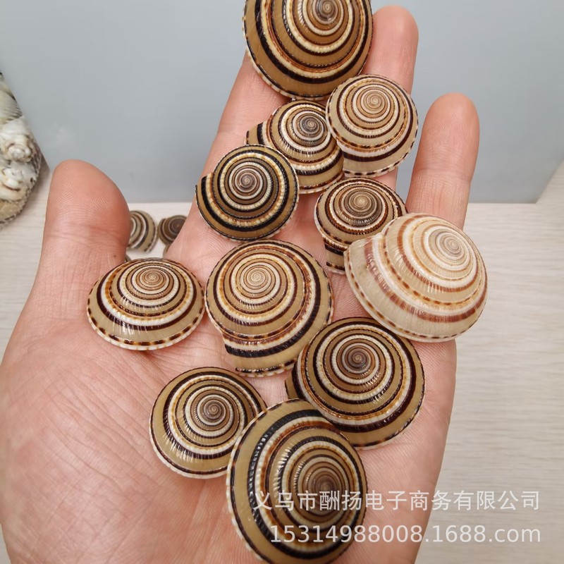 80種類の天然貝殻と巻き貝をポンド単位で販売、手作り材料、DIY、ヤドカリ、水槽造園用小貝殻|undefined