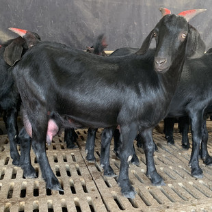 羊的種類圖片 海量高清羊的種類圖片大全 阿里巴巴