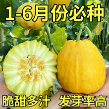 丑八怪甜瓜种子黄皮带棱果肉脆甜庭院大棚春秋播种香瓜种籽
