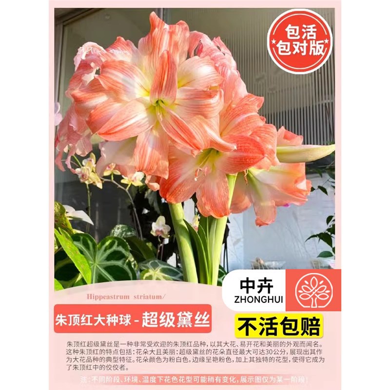 Amaranthus big bulb super daisy】