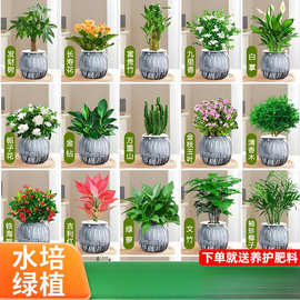 绿萝箩发财树绿植盆栽花卉室内吸除甲醛桌面水培懒人植物四季好养