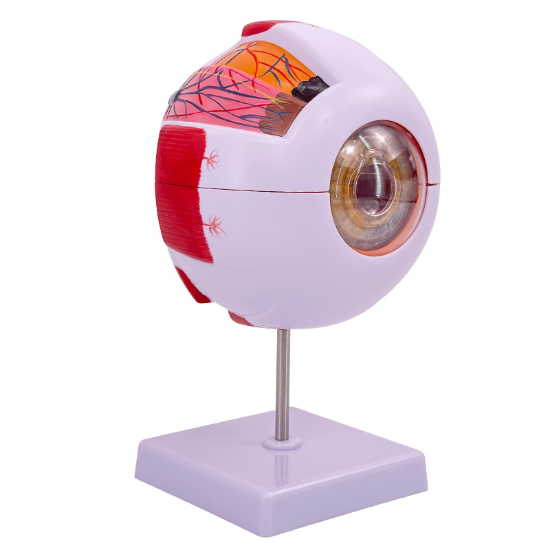 �����ѧ������ʽṹģ�Ϳɲ�ж��ͯ�����۾�ҽѧ�۲�ģ�� 6��