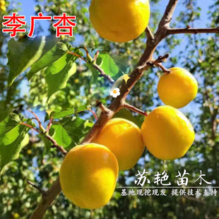 ���C�ػ���V���Ә���޽������������������ͥԺ�����ϱ����Nֲ