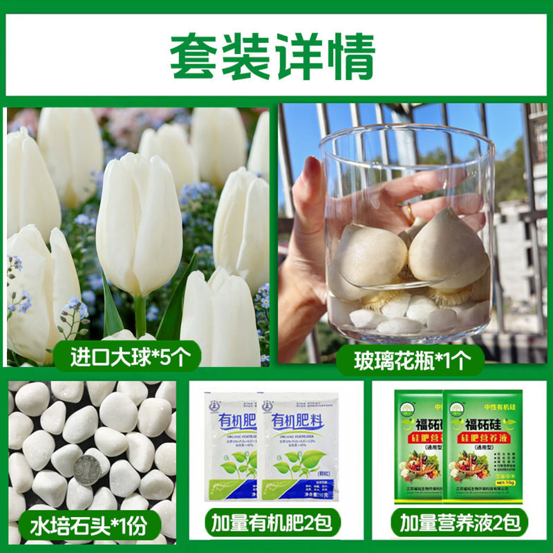 Round bottle hydroponic kit: a14 prince tulip 5 large bulbs + 2 nutrient solutions + 2 fertilizers + glass bottle + stones