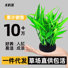 �~��ˮ��ֲ�����������������������ˮ���֑����쾰ˮ�����