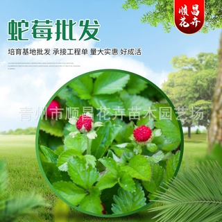 宿根花卉草本蛇莓 多年生地被蛇莓 量大从优批发盆栽山东蛇莓苗