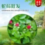 山东量大盆栽地被蛇莓