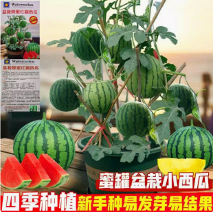 �������С���ϷN�ӟo��С���ϷN���ļ��Nֲ�̨ͥԺ����ˮ���N��