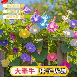 大牵牛花种子喇叭花巨型多款四季颜色阳台易活庭院盆栽种籽藤蔓花