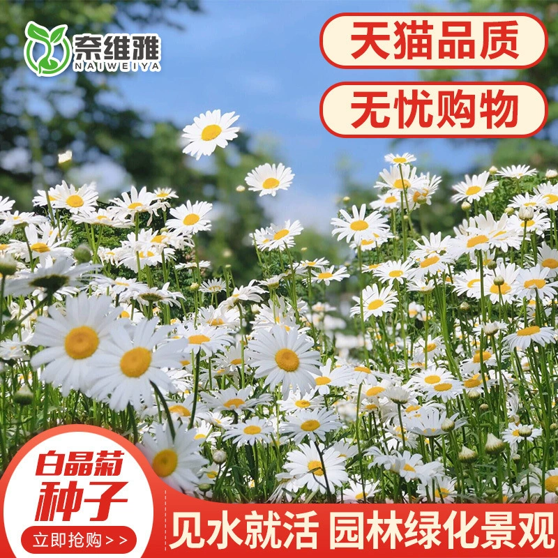 Семена белой хризантемы легко выращивать в горшках в любое время года. Маленькие ромашки и семена маленьких белых хризантем морозостойки и полутенистостойки.