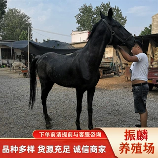 济宁养马场 养马场骑乘马蒙古马小马驹伊犁马 马多少钱一匹