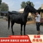 伊犁济宁一匹多少蒙古马