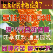 桂花树苗桂花苗金桂丹桂苗四季桂状元朱砂红血桂八月桂银桂花小苗