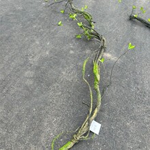 �L���� �����쾰�ٗl �̈�ֲ��Gֲ���@�־��^�����b�