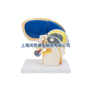 Intuitive Model of Interbrain