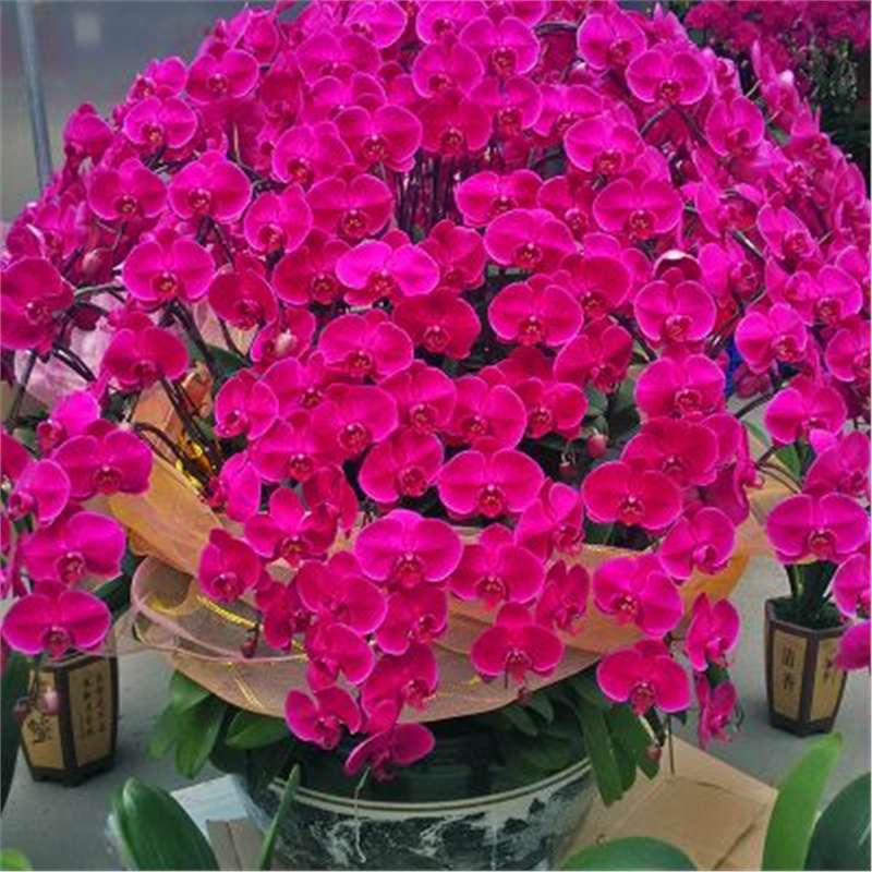 Cuatro estaciones mariposa orquídea plántulas en maceta balcón interior sala de estar flores plantas florecen con flores de maceta original
