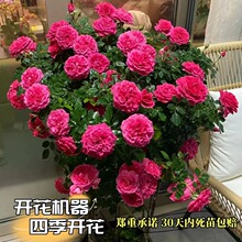 �W�������¼�õ���Nޱ���������ͥԺ�̨�ļ����_����ľ���Ի���