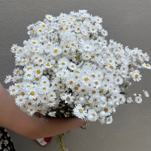 罗丹斯鲁丹鸟干花diy小菊花永生花情人节成品花束小清新装饰摆件