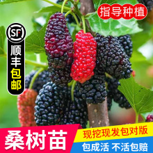 树苗桑葚果桑树苗当年结果嫁接泰国黑桑无籽长桑苗南北方四季种植