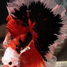 ̩����ɫ���~�޶���β�Ͱ��¶��~ҕ�l�x���w�Ꭷ�^�p�����~