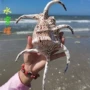 海星天然家居贝壳标本