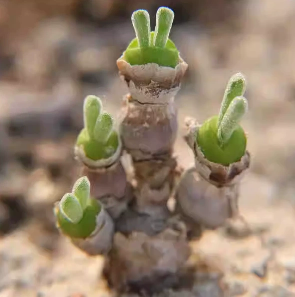 Маленький кролик, старый пень/маленький светлячок, маленькая милая зеленая растительность, суккулент
