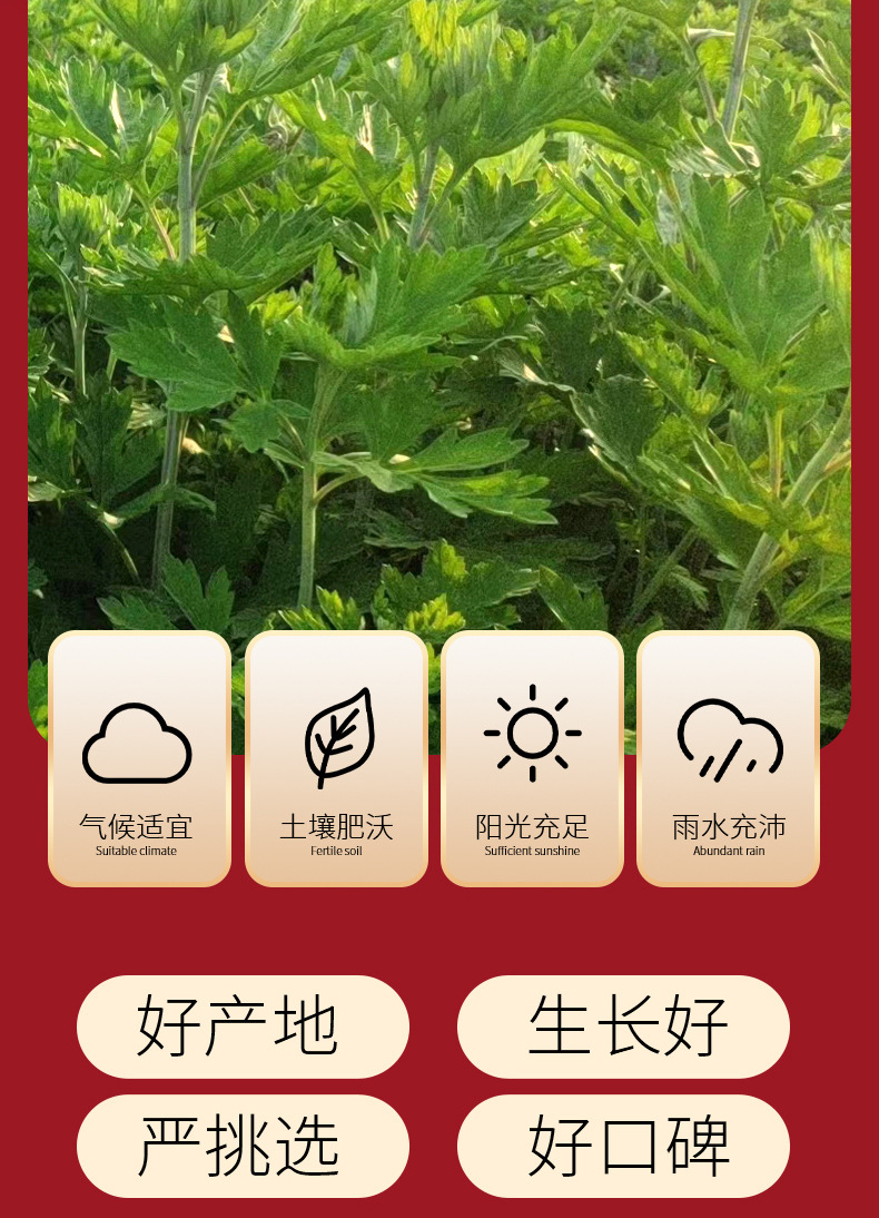 Five-year old Artemisia 500g Dragon Boat Festival Artemisia bulk gold Artemisia grass smoked ginger moxibustion ginger moxibustion detail image
