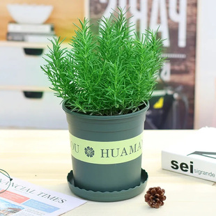 �Ե��������Կ�ʳ�����ֲ����ݱ�����ˮ�໨�ܾGֲ���҃ȼ�ţ��