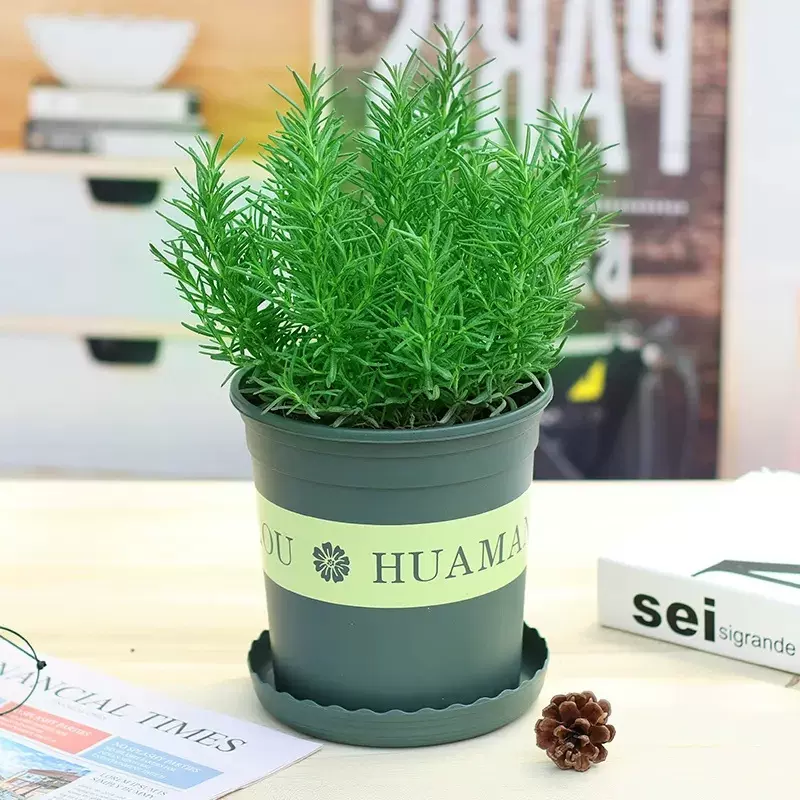 迷迭香苗盆栽可食用驱蚊植物香草薄荷苗水培花卉绿植物室内煎牛排