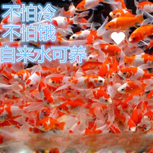 小金鱼批发活鱼观赏鱼小批发锦鲤锦鲫三色红白子头入门耐代发