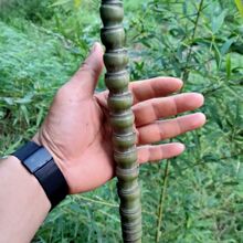 �_�h�����������ְֳѼ��ܹ�ԭ���Ͼ�Ʒ�ȹ���~�ͷ���񾩺�����