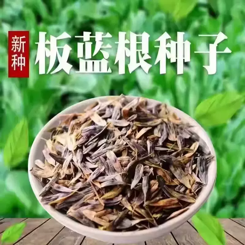新采散装板蓝根种子 大青叶种籽 四季种植植物种孑四季可播